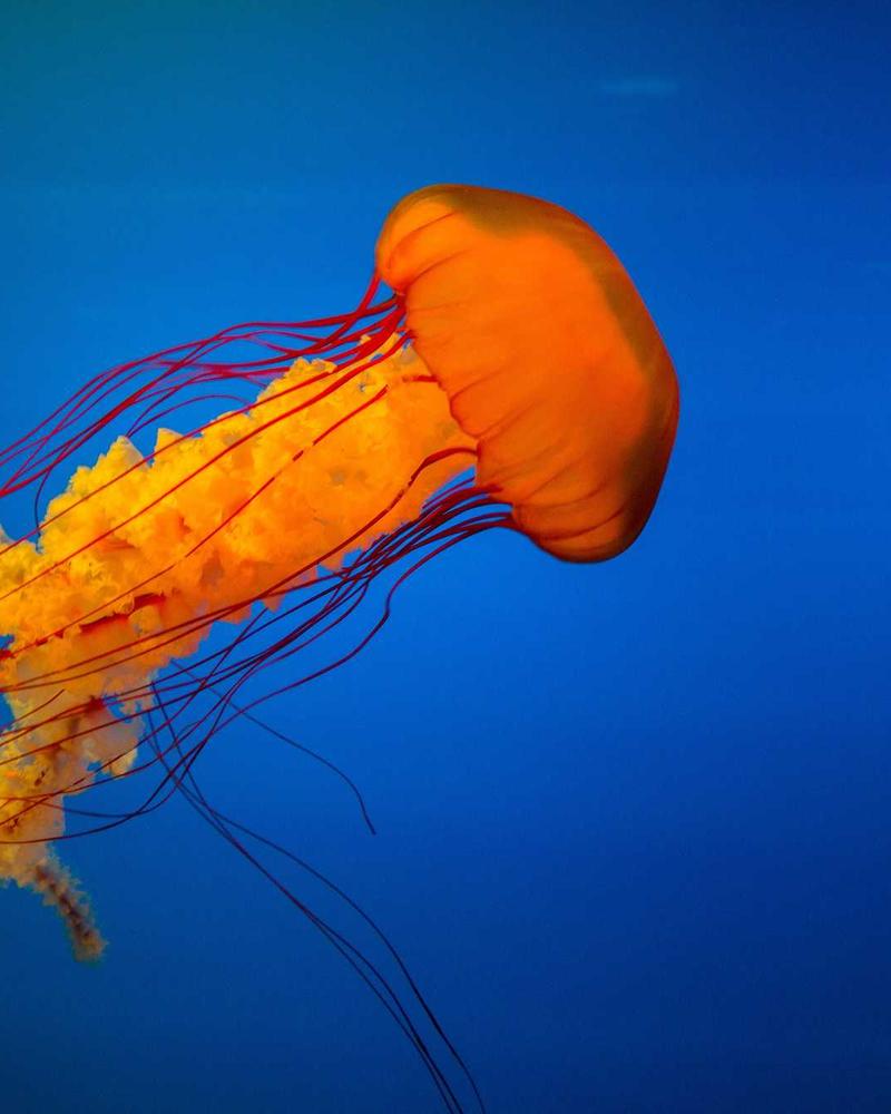 کت تک اسپرت